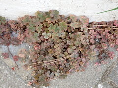 Oxalis corniculata