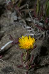 Lampranthus explanatus