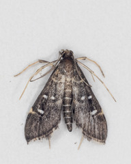 Diathrausta