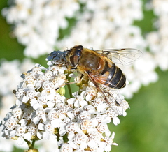 Eristalis similis