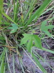 Cnidoscolus stimulosus