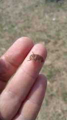Nepomorpha