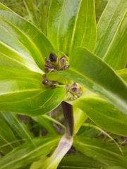 Gentiana macrophylla