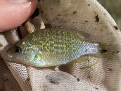 Lepomis