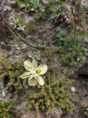 Moraea gawleri