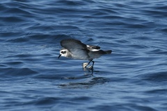 Pelagodroma marina