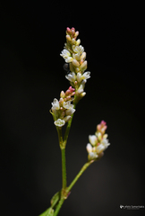 Persicaria lapathifolia lapathifolia