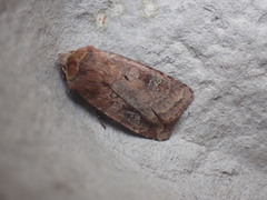 Diarsia rubi