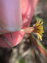 Taraxacum bessarabicum