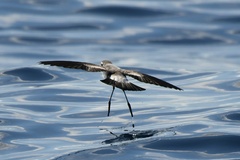 Pelagodroma marina