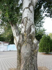 Populus alba