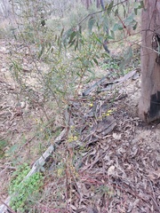 Acacia verniciflua
