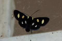Alypia octomaculata