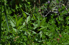 Persicaria lapathifolia lapathifolia