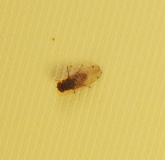 Gitona distigma