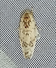 Antaeotricha