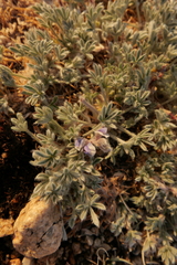 Lupinus breweri bryoides