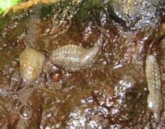 Glossiphonia complanata