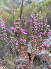 Erica placentiflora