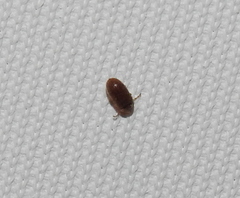Coleoptera