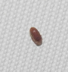 Coleoptera