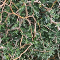 Sophora prostrata