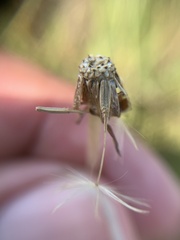 Taraxacum bessarabicum