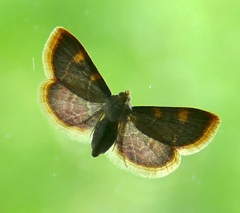 Hypsopygia costalis