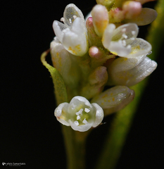 Persicaria lapathifolia lapathifolia