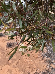 Eucalyptus gracilis