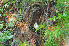 Lophophanes cristatus