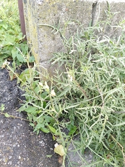 Diplotaxis tenuifolia