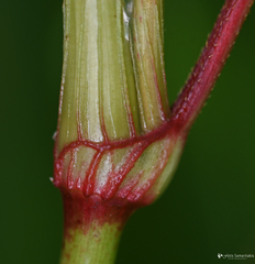 Persicaria lapathifolia lapathifolia