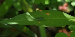 Persicaria lapathifolia lapathifolia