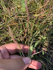 Taraxacum bessarabicum