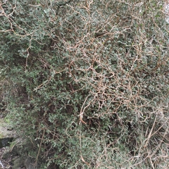 Sophora prostrata