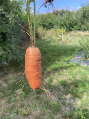 Daucus carota sativus