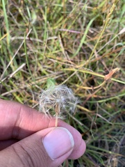 Taraxacum bessarabicum