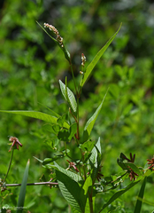 Persicaria lapathifolia lapathifolia