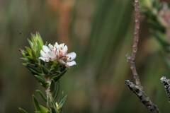 Diosma oppositifolia