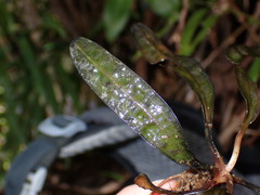 Aponogeton bernierianus image