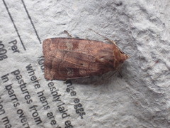 Diarsia rubi