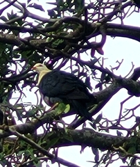 Columba leucomela