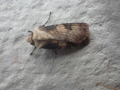 Agrotis puta