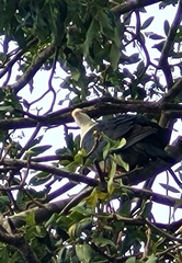 Columba leucomela