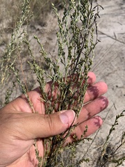Artemisia nitrosa