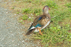 Aix galericulata