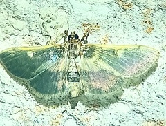Apilocrocis brumalis