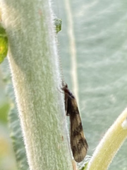 Mystacides longicornis