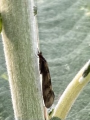 Mystacides longicornis